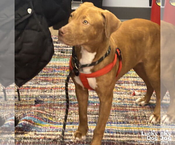 Medium Photo #4 Labrador Retriever-Unknown Mix Puppy For Sale in Washington, DC, USA