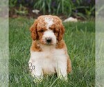Small #2 Miniature Labradoodle