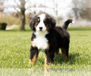 Bernese Mountain Dog Puppy for sale in WOLCOTTVILLE, IN, USA