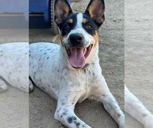 Mutt Dogs for adoption in Paso Robles, CA, USA
