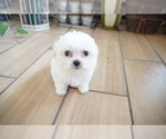 Small Maltese