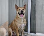 Small #36 Akita Mix