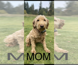 Mother of the Goldendoodle (Miniature) puppies born on 10/19/2021