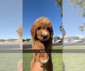 Goldendoodle Puppy for sale in TEMPE, AZ, USA