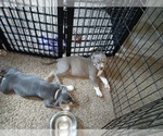 Small Photo #20 American Bully Puppy For Sale in EDON, OH, USA