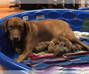 Mother of the Labrador Retriever puppies born on 10/19/2019
