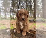 Puppy Bexley Poodle (Miniature)