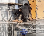 Small Photo #1 Pomsky Puppy For Sale in SHIPSHEWANA, IN, USA