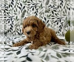 Small #2 Cavapoo