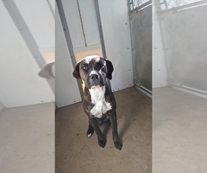 America Bandogge Mastiff Dogs for adoption in MORRIS, IL, USA