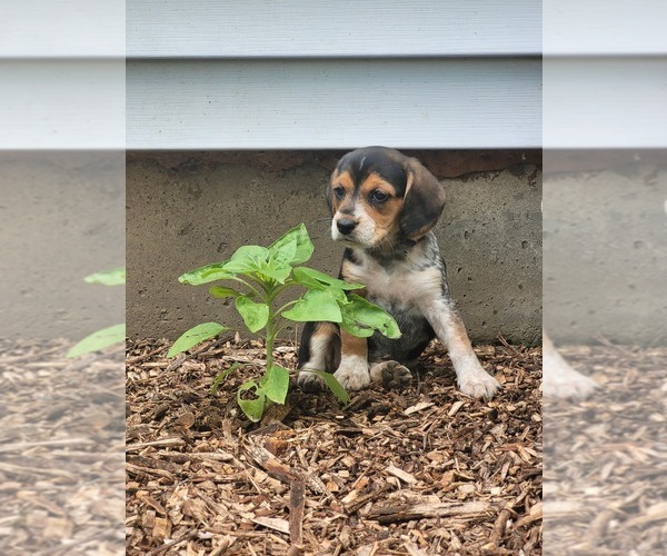 Medium Photo #7 Beagle Puppy For Sale in FENNIMORE, WI, USA