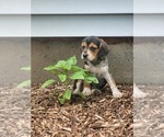 Small #6 Beagle