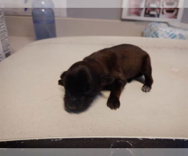 Medium Photo #7 Chiranian Puppy For Sale in San Francisco, CA, USA