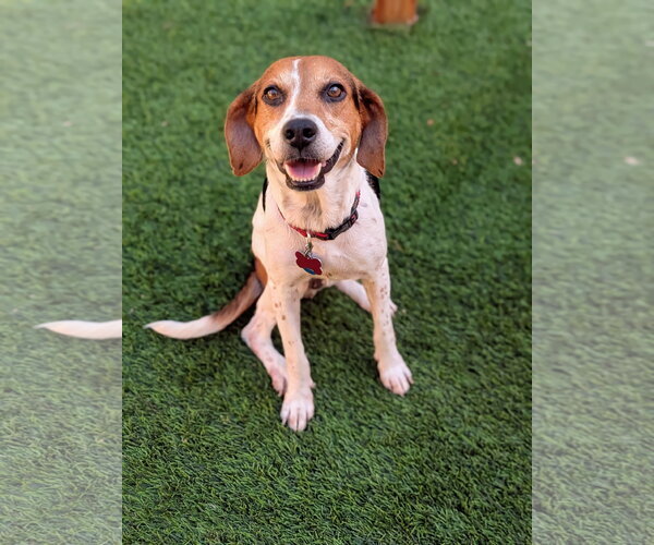 Medium Photo #3 Beagle Puppy For Sale in Tampa, FL, USA