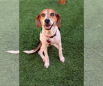 Small #2 Beagle