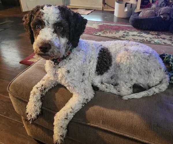 Medium Photo #1 Lagotto Romagnolo Puppy For Sale in WEBBERVILLE, TX, USA