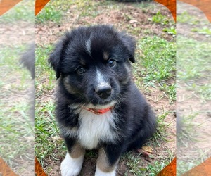 Australian Shepherd Puppy for sale in MERCER, WI, USA