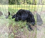 Small Photo #13 Labradoodle Puppy For Sale in SNOW CAMP, NC, USA