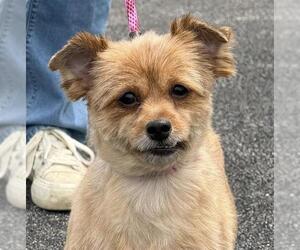 Pomeranian-Unknown Mix Dogs for adoption in Canfield, OH, USA