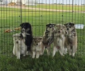 Pomsky Puppy for Sale in NOKOMIS, Illinois USA