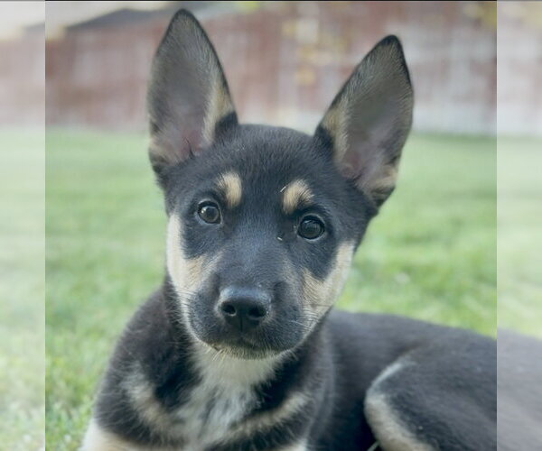 Medium Photo #2 German Shepherd Dog-Unknown Mix Puppy For Sale in Minneapolis, MN, USA