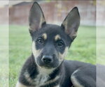 Small #1 German Shepherd Dog Mix