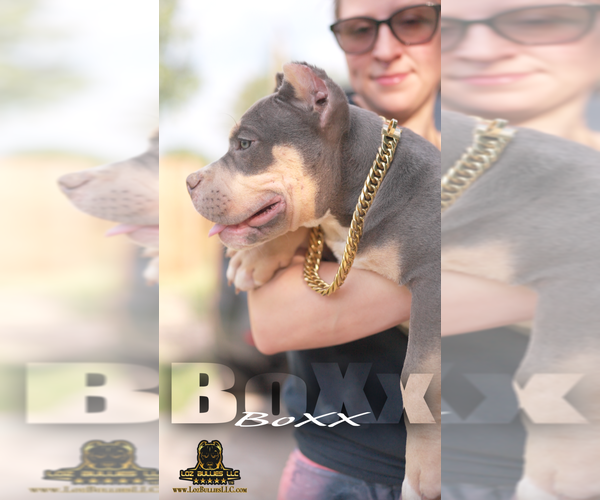 Medium Photo #2 American Bully Puppy For Sale in GREELEY, CO, USA