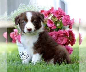 Border Collie Puppy for sale in QUARRYVILLE, PA, USA
