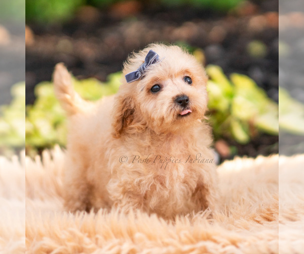 Medium Photo #14 Maltipoo (Miniature) Puppy For Sale in WARSAW, IN, USA