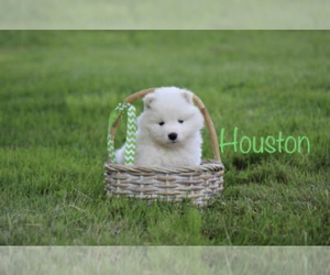 Samoyed Puppy for sale in SHILOH, OH, USA