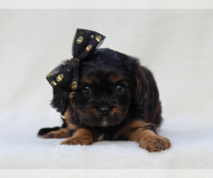 Cavalier King Charles Spaniel Puppy for sale in LIBERTY, KY, USA