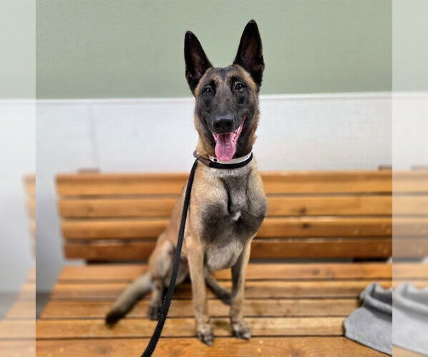 Medium Photo #2 Mutt Puppy For Sale in Long Beach, CA, USA