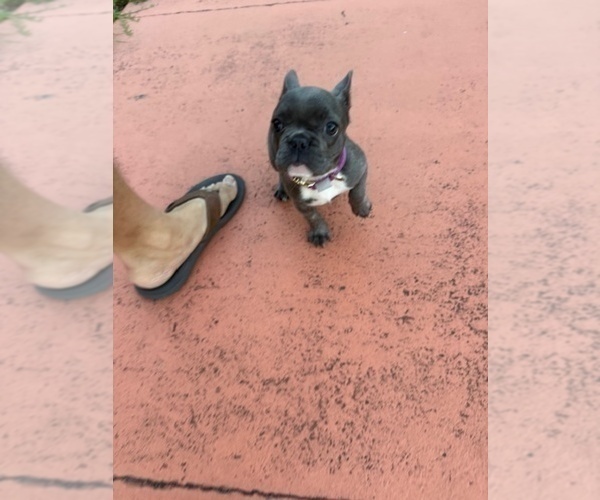 Medium Photo #6 French Bulldog Puppy For Sale in SAINT PETERSBURG, FL, USA