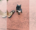 Small #5 French Bulldog