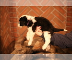 Small Photo #2 Sheepadoodle Puppy For Sale in STANLEY, VA, USA