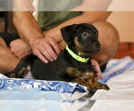 Small #2 Mutt