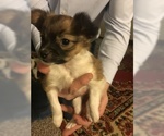 Small Photo #1 Papillon Puppy For Sale in CO SPGS, CO, USA