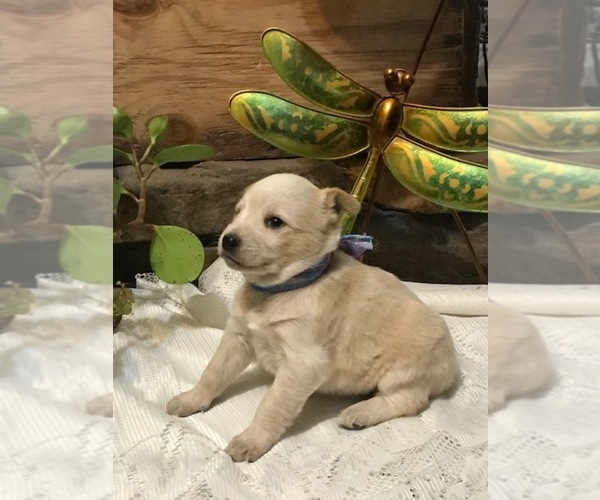 Medium Photo #14 Australian Shepherd Puppy For Sale in FORDLAND, MO, USA