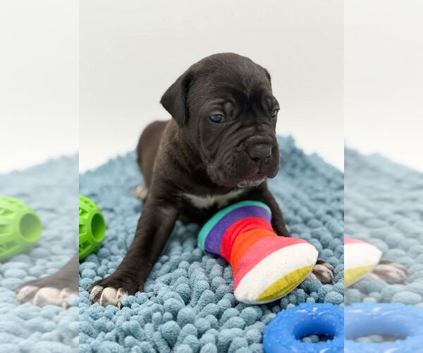 Medium Photo #1 Mutt Puppy For Sale in Brooklyn, NY, USA