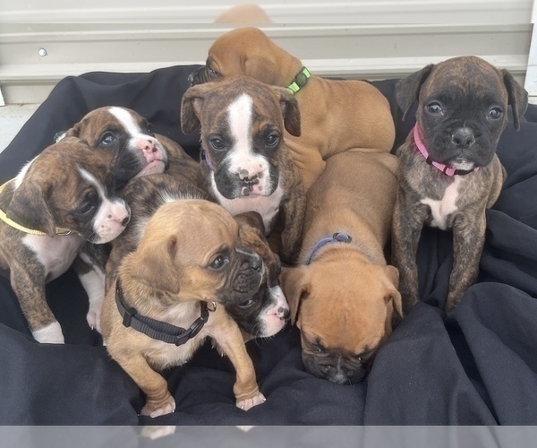Medium Photo #9 Boxer Puppy For Sale in LUCERNE VALLEY, CA, USA