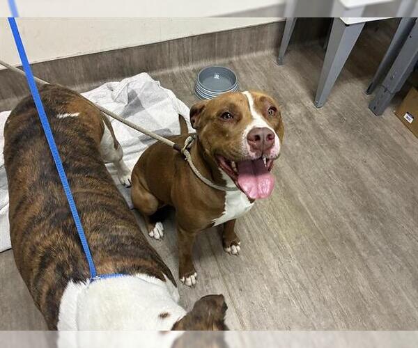 Medium Photo #1 Mutt Puppy For Sale in Pasadena, CA, USA