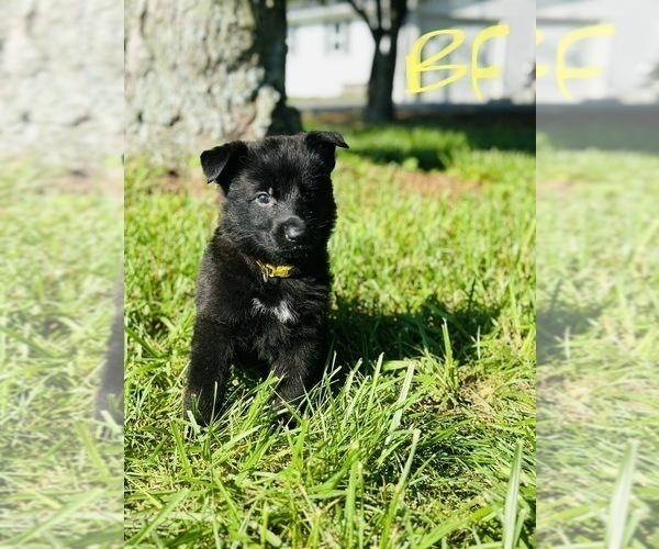 Medium Photo #1 German Shepherd Dog Puppy For Sale in ROCKFIELD, KY, USA