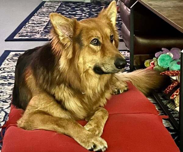 Medium Photo #1 German Shepherd Dog Puppy For Sale in ELIZABETHTOWN, NC, USA