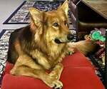Small Photo #1 German Shepherd Dog Puppy For Sale in ELIZABETHTOWN, NC, USA