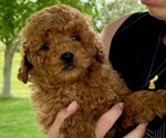 Small #1 Goldendoodle (Miniature)