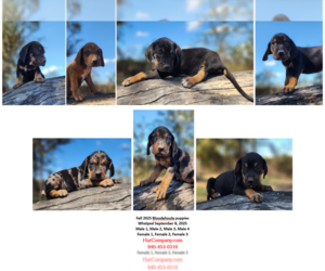 Bloodhound-Catahoula Leopard Dog Mix Puppy for sale in CUMBY, TX, USA