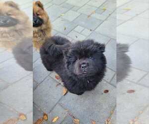 Chow Chow Puppy for sale in NORWALK, CA, USA