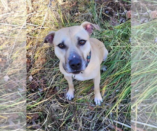 Medium Photo #2 American Pit Bull Terrier-Unknown Mix Puppy For Sale in Spotsylvania, VA, USA