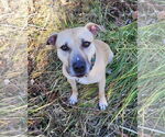Small #1 American Pit Bull Terrier Mix