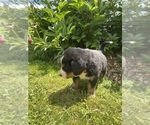 Small Photo #4 Bernese Mountain Dog Puppy For Sale in BRIDGEPORT, WV, USA